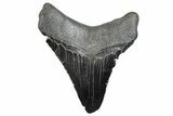 Fossil Megalodon Tooth - South Carolina #288187-1
